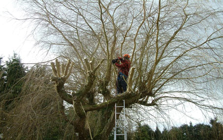 Tree Surgery Cornwall